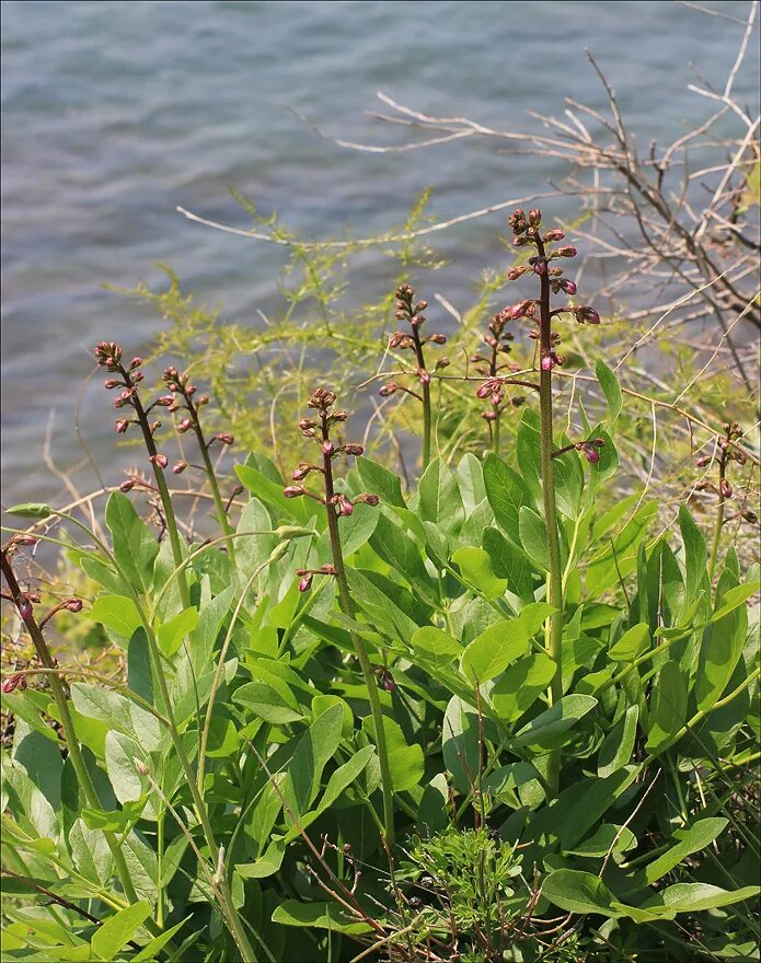 Цветущие травы черноморского побережья. Эфедра в краснодарском крае. Эндемики черноморского побережья кавказа. Травы черноморского побережья кавказа травы. Скумпия крым.