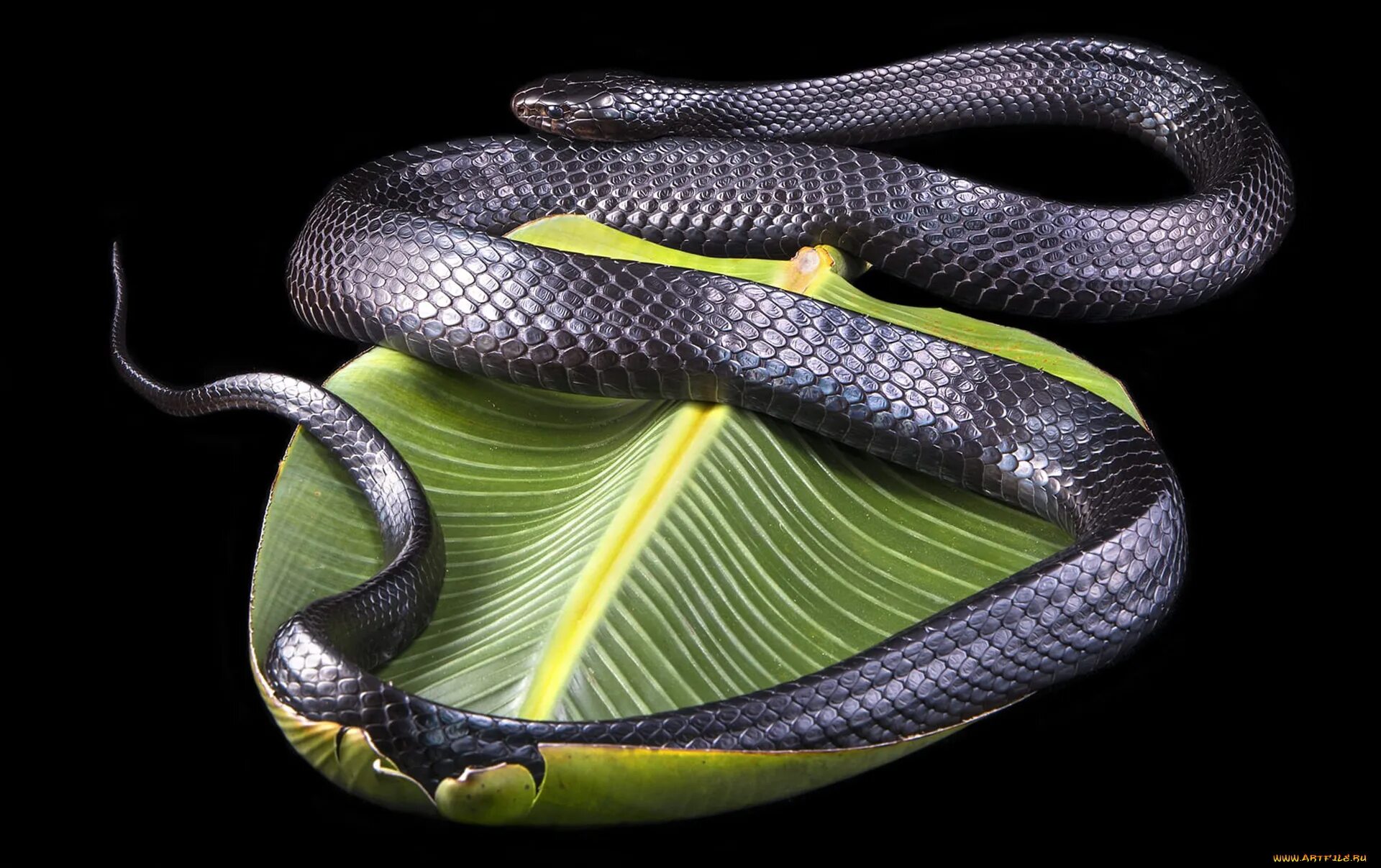 Is there a snake