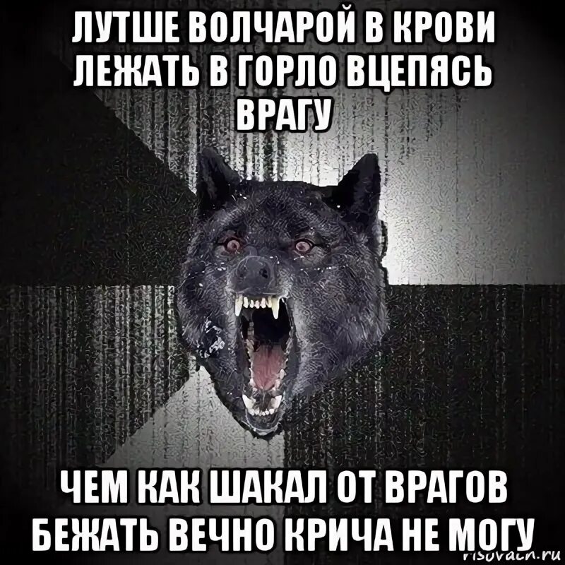 Песня угадай почему он лежит в крови. Волчара цитаты. Шутки про волчару.