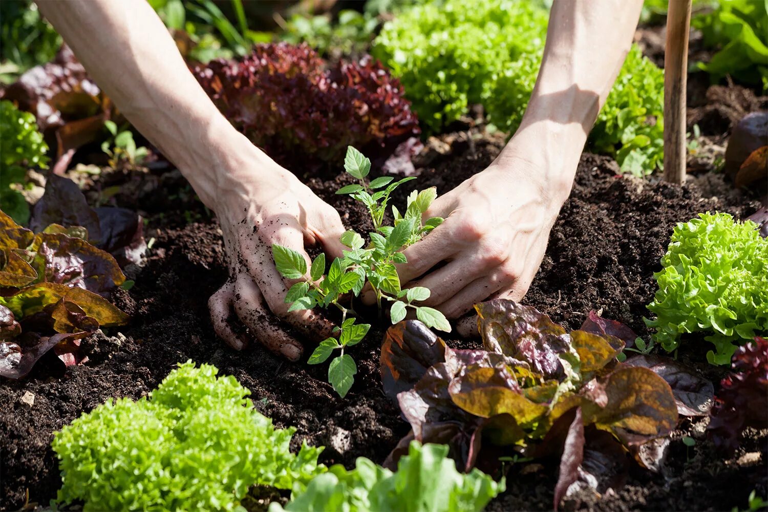 Садоводство и огородничество. Овощи на огороде. Растения огорода. Огород в горах. The gardener planted some