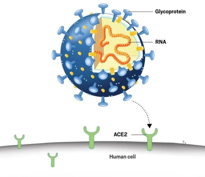 Есть ли у вирусов клетки. Ace 2 Рецептор коронавирус. Рецепторы клеток для SARS-cov-2. Рецепторы АПФ 2 И коронавирус. Вирус SARS-cov-2.