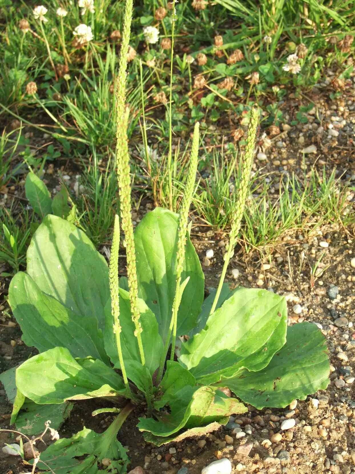 Подорожник ( plantago major). Укороченный побег подорожника. Подорожник луговой. Подорожник полевой. Подорожник остролистный.