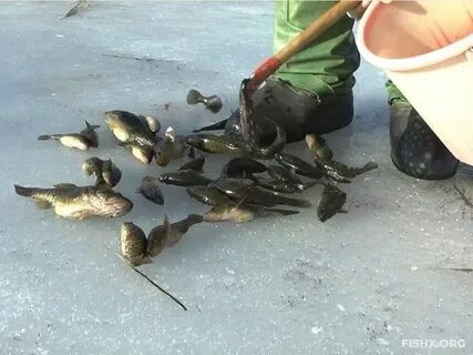 Ловля ротана зимой по первому льду