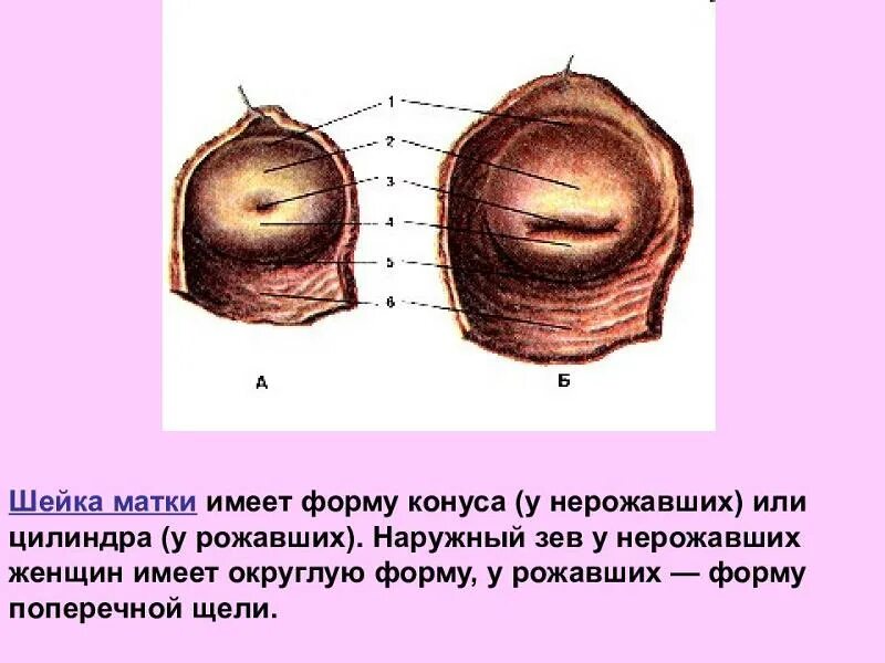 Что значит шейка готова. Лечение при преждевременном раскрытии шейки матки. Гель