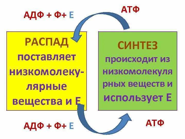 АДФ Ф АТФ. Цикл АТФ-АДФ биохимия. Превращение АТФ В АДФ.