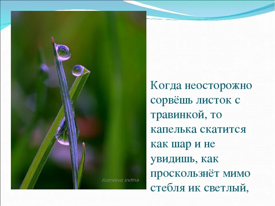 Куда деваются листья. Куда деваются листья