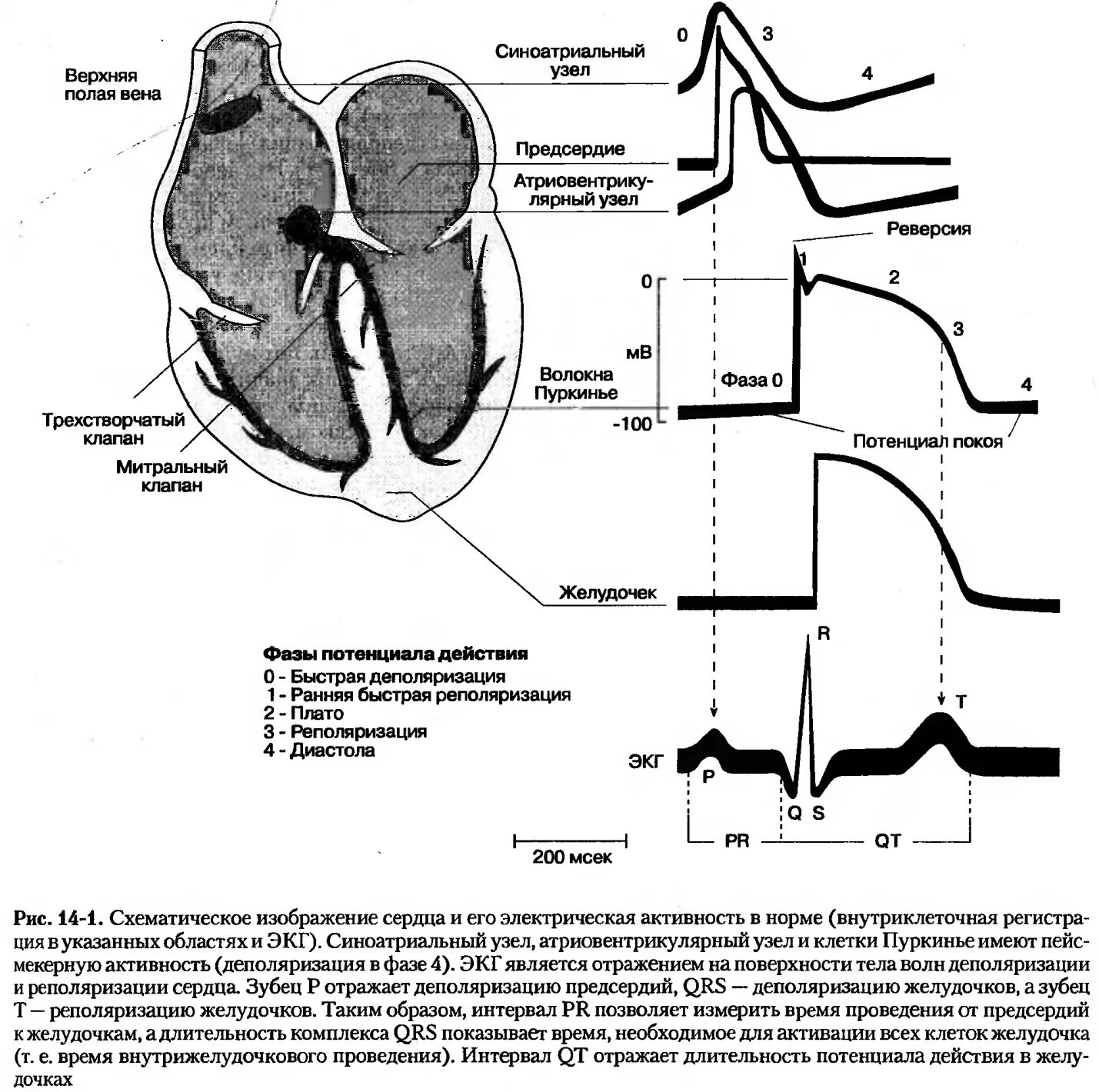 Проводящая система сердца схема с ЭКГ. Деполяризация желудочков сердца на ЭКГ. Схема Пд синоатриального узла. Проводящая система сердца и зубцы.