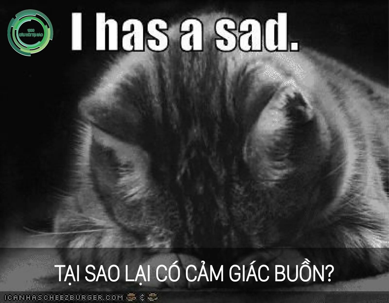 Грусть кота. Грустный котик. Кошка плачет. Кот со слезами. Плачущая кошка.
