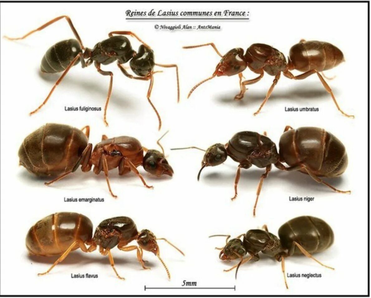 Малый узнавать. Матки муравьёв лазиус фулигинозус. Матка лазиус нигер. Муравьи лазиус нигер. Матка муравья лазиус нигер.