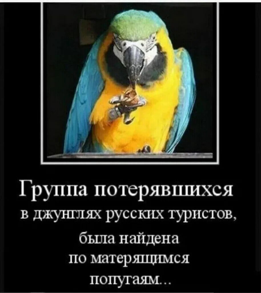 Отрицание к высказыванию любой попугай умеет разговаривать. Шутки про попугаев. попугай прикол. анекдоты про попугая смешные. анекдот про попугая.
