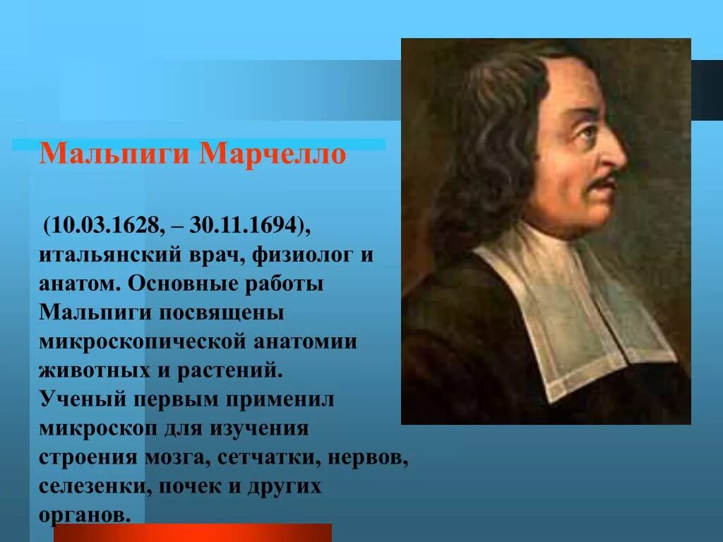 Марчелло Мальпиги (1628—1694). Марчелло Мальпиги открытия. Мальпиги вклад в биологию. Марчелло Мальпиги итальянский биолог.