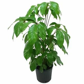 Plant w