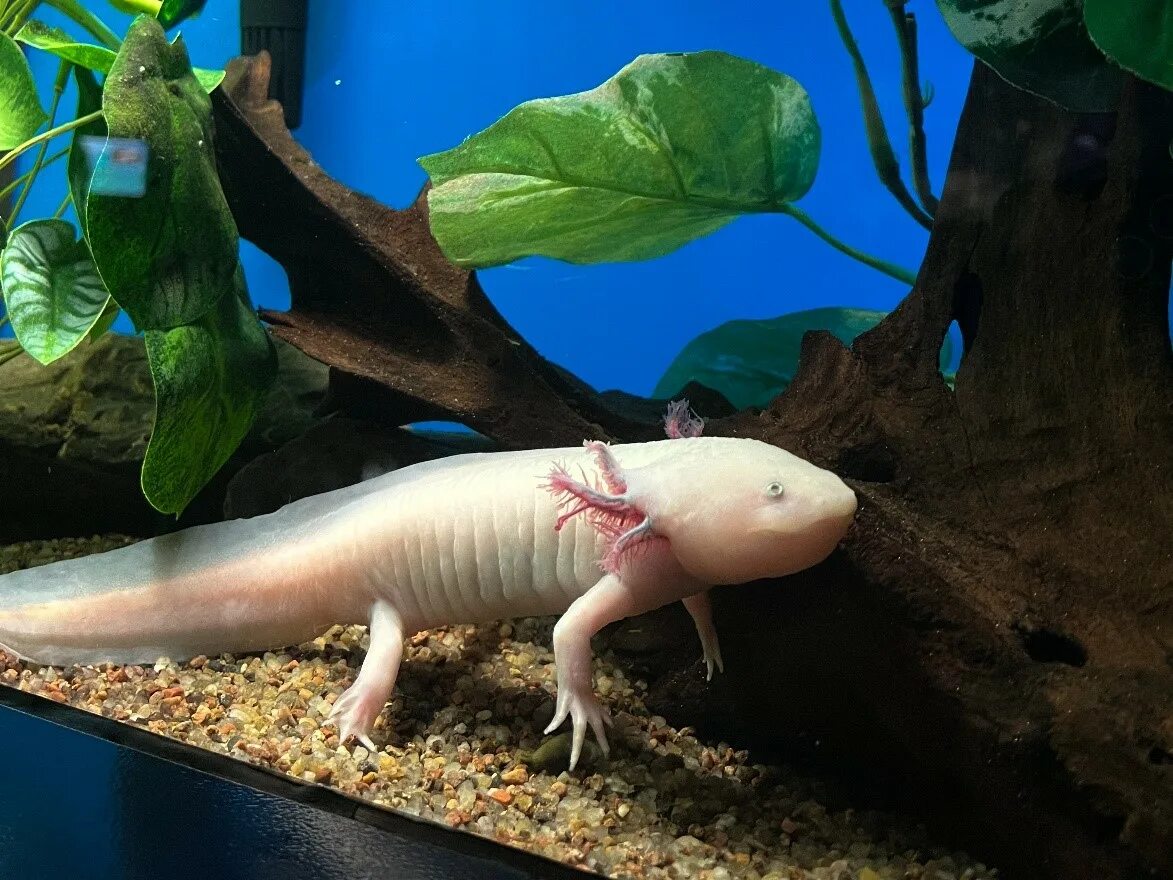 личинка саламандры аксолотль. аксолотль. аксолотль. какой самый редкий аксолотль. аксолотль золотой дракон.