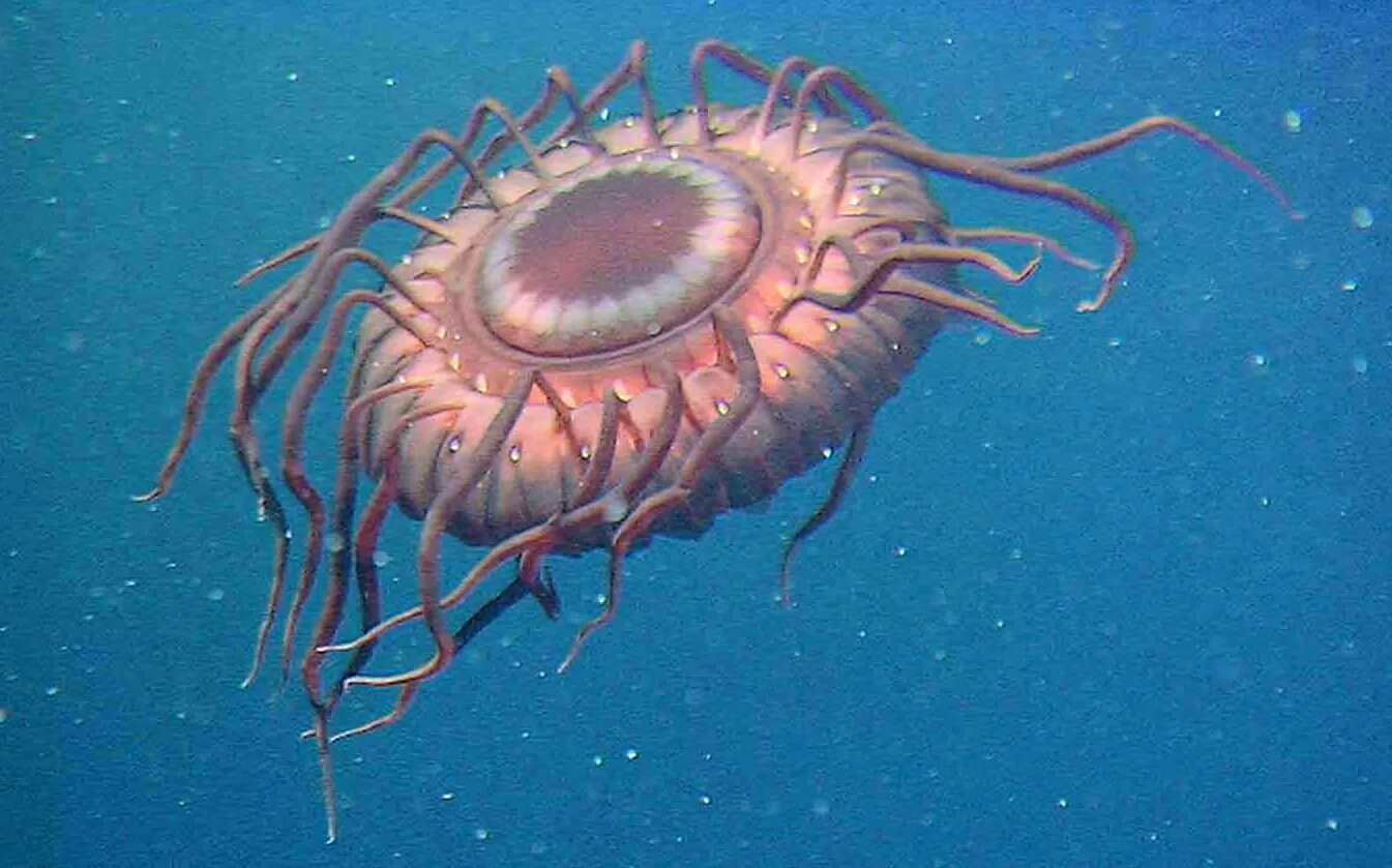 Atolla wyvillei. Тауматихт Акселя. Медуза атолла (Atolla Jellyfish). Медуза атолла (Atolla vanhoeffeni). Существа на дне океанов