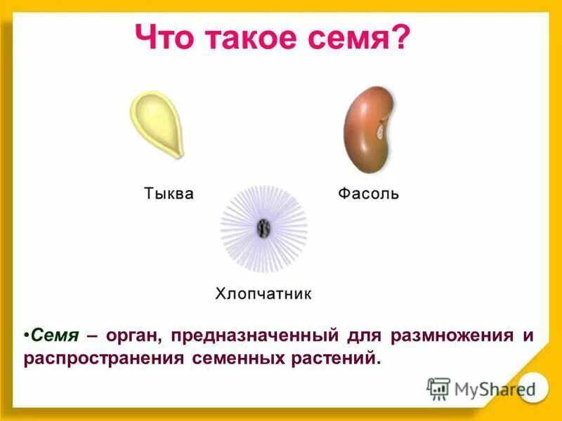 Урок биологии семена. Типы семян биология 6 класс. Семя это 6 класс кратко. Семя биология. Семя орган растения.