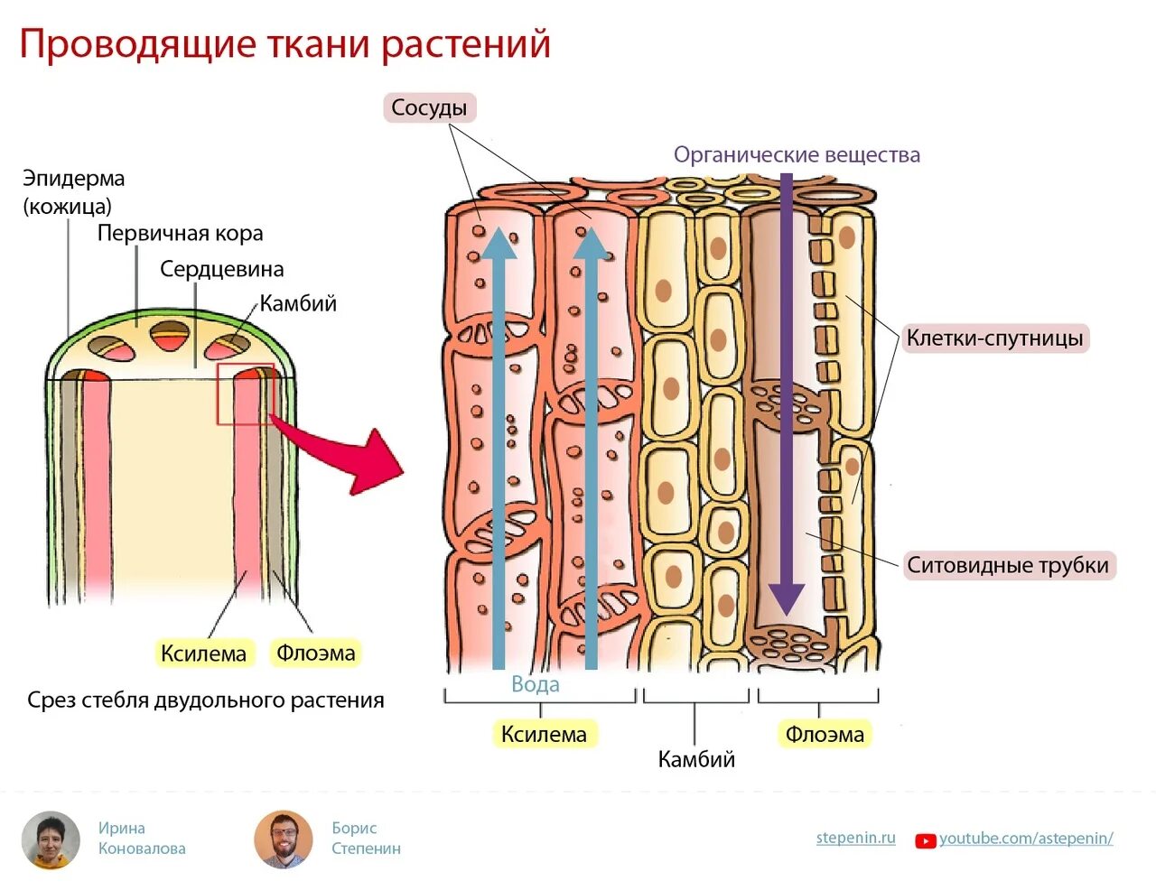 Ситовидные трубки в корнях растений. Ситовидные трубки Ксилема растений. Строениепроводящая ткани растений. Проводящие ткани растений ситовидные трубки Ксилема. Строение и функции проводящих тканей растений.