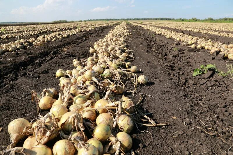 Совхоз береговой Каслинского района. Уборка овощей. СПК береговой. СПК урожай.