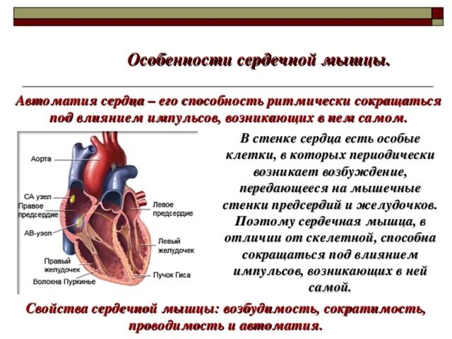 Как называется способность сердца. Особенности строения и свойства сердечной мышцы. особенности строение сердечной. строение сердца особенности сердечной мышцы. физиологические особенности строения сердечной мышцы.