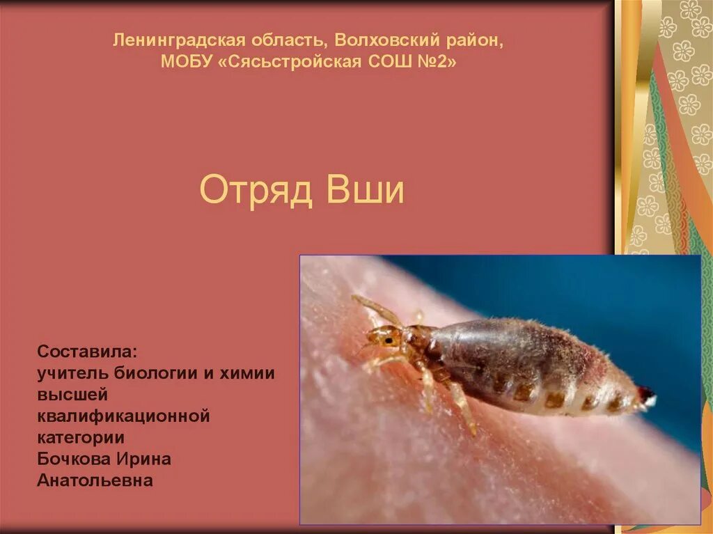 Краткая характеристика вшей. Интереснвюыеифакты о вшах. Отряд вши представители. Вши общая характеристика. Биология 7 класс отряд вши.