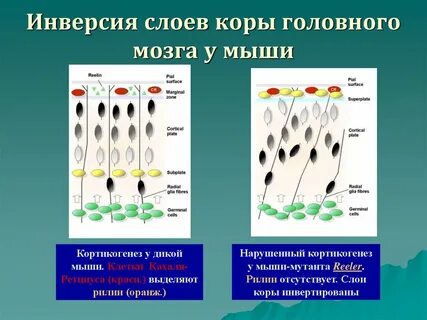 Инверсия мыши