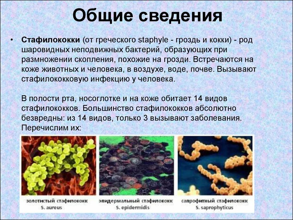 Заболевания вызванные почвой. Неподвижные бактерии. Неподвижные микроорганизмы. Заболевания вызванные шаровидными бактериями. Заболевания людей и животных вызывают почвенные бактерии..