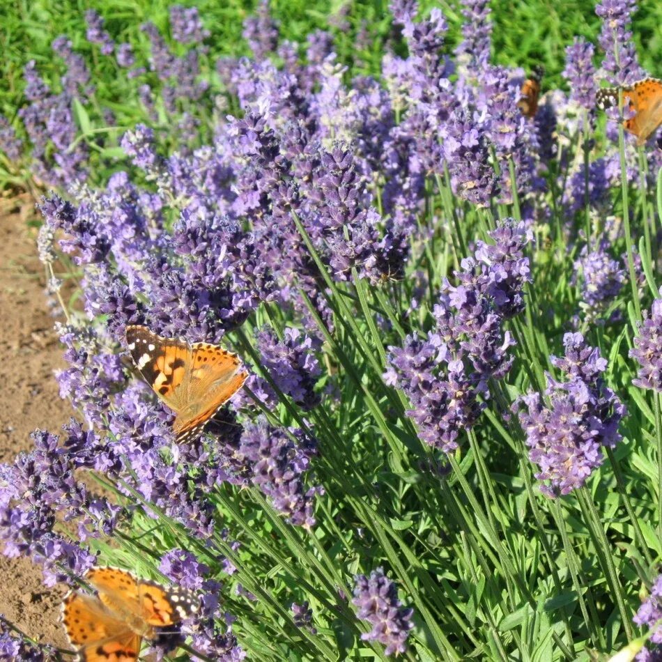 Лаванда узколистная вознесенская. Лаванда узколистная семена. Лаванда вознесенская выращивание из семян. Вознесенская лаванда листья. Лаванда вознесенская выращивание из семян.