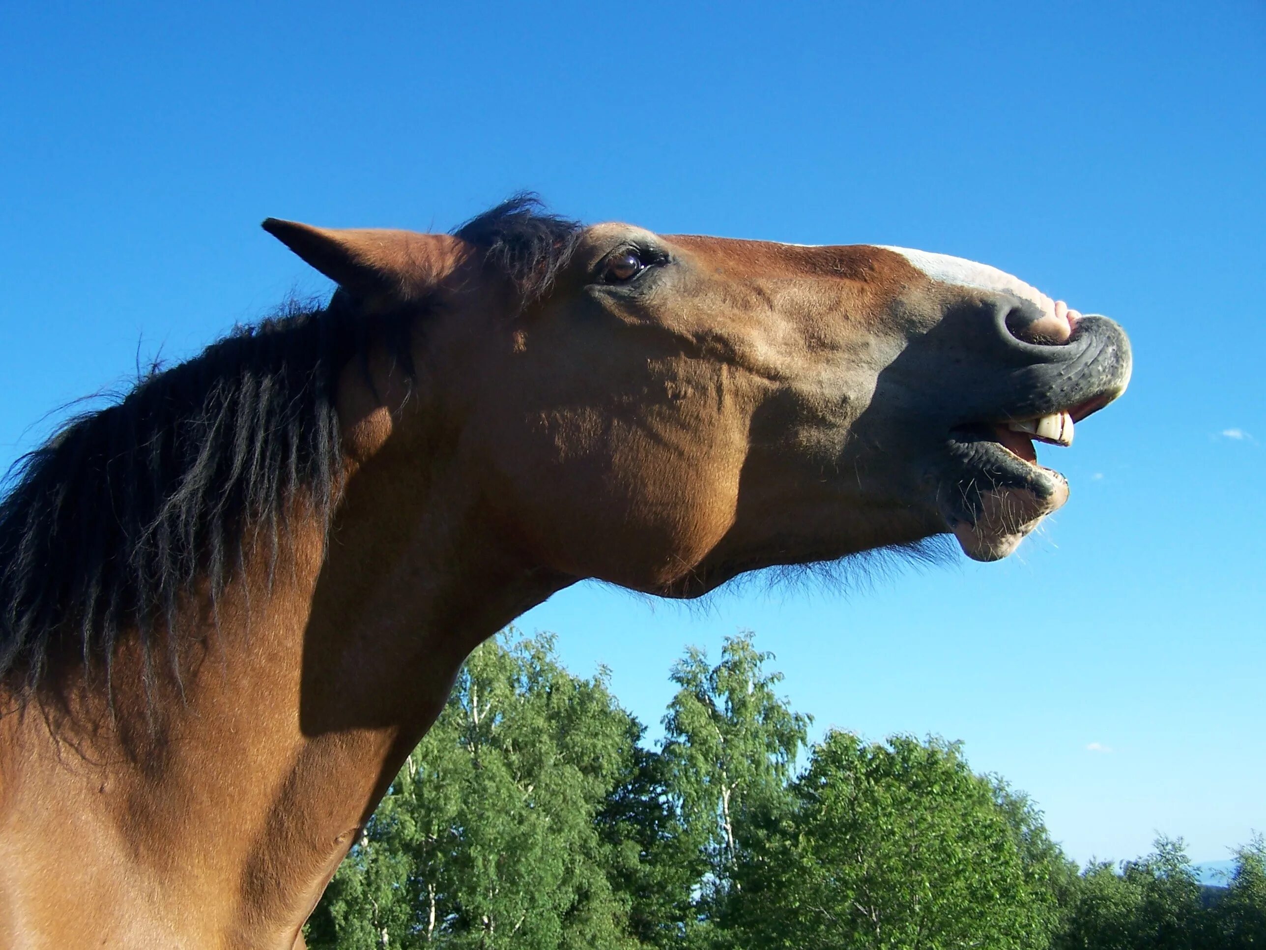 Топот лошадей звук. Флемен у лошадей. Лошадь ржет. Лошадь улыбается. Улыбка лошади.
