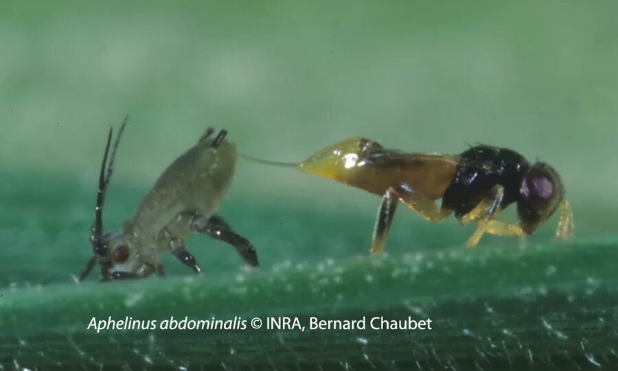 Афелинус. Aphelinus abdominalis. Наездник афелинус. Паразит кровяной тли афелинус.