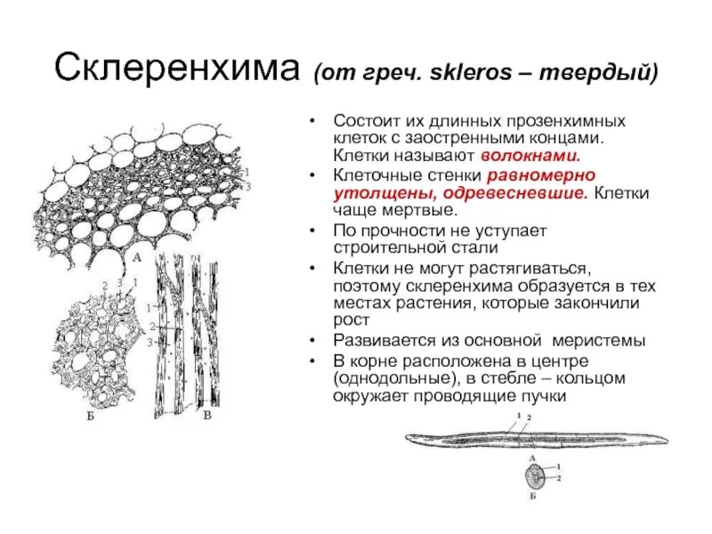 Какая ткань стебля содержит лубяные волокна. Механические ткани колленхима склеренхима склереиды. строение волокна склеренхимы. механическая ткань растений склеренхима волокна. механическая ткань растений колленхима и склеренхима склереиды.