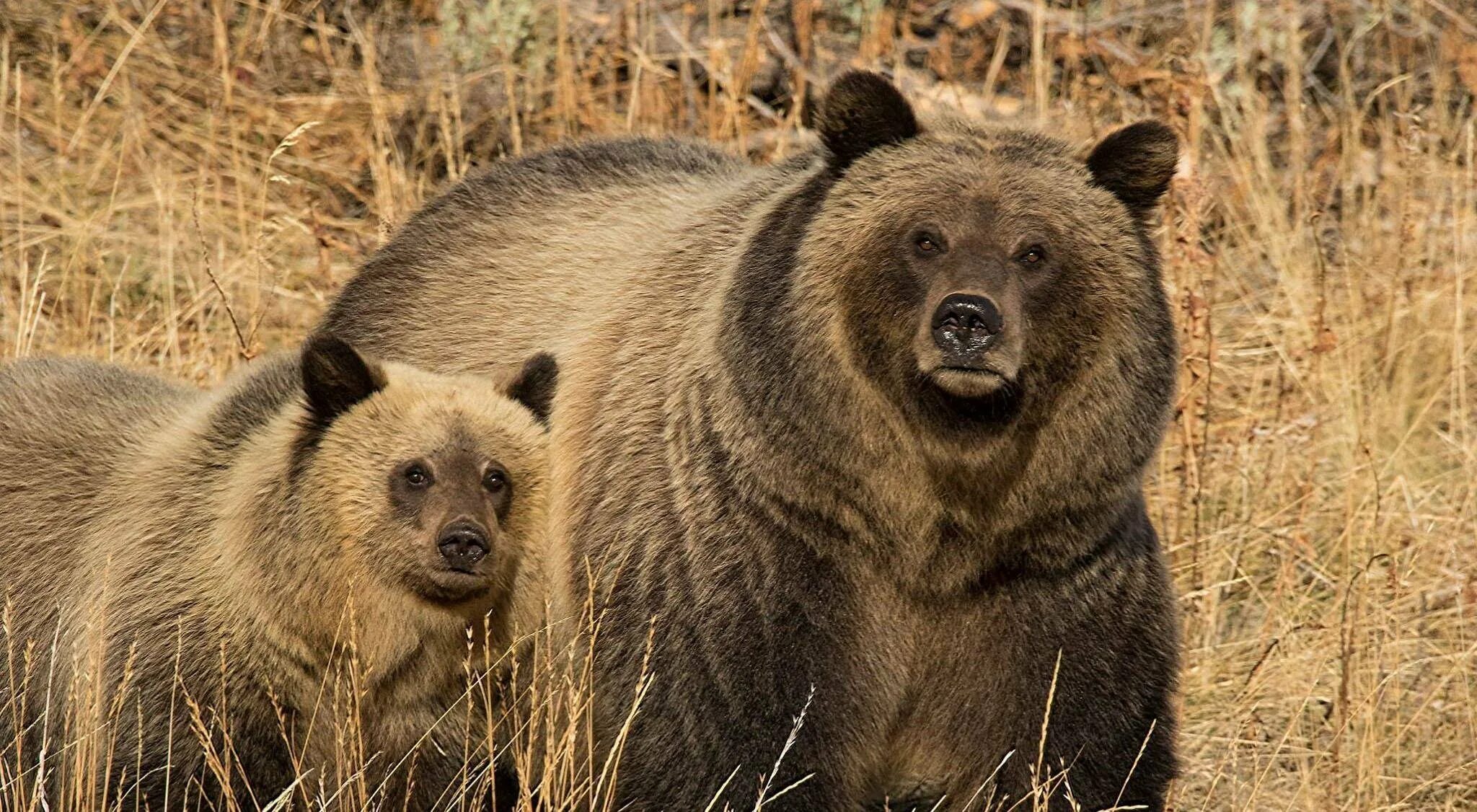 На каких обитают медведи гризли. Северная Америка медведь Гризли. Гризли североамериканский бурый медведь. Бурый медведь Гризли в Северной Америке. Мексиканский медведь Гризли.