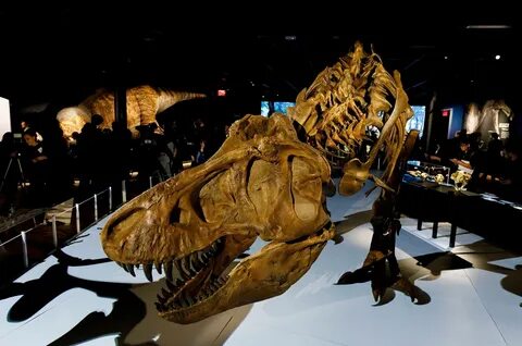 in Canada - BGR Worlds largest Tyrannosaurus found in CanadaBGR World's...