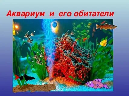 Аквариум 5 класс биология