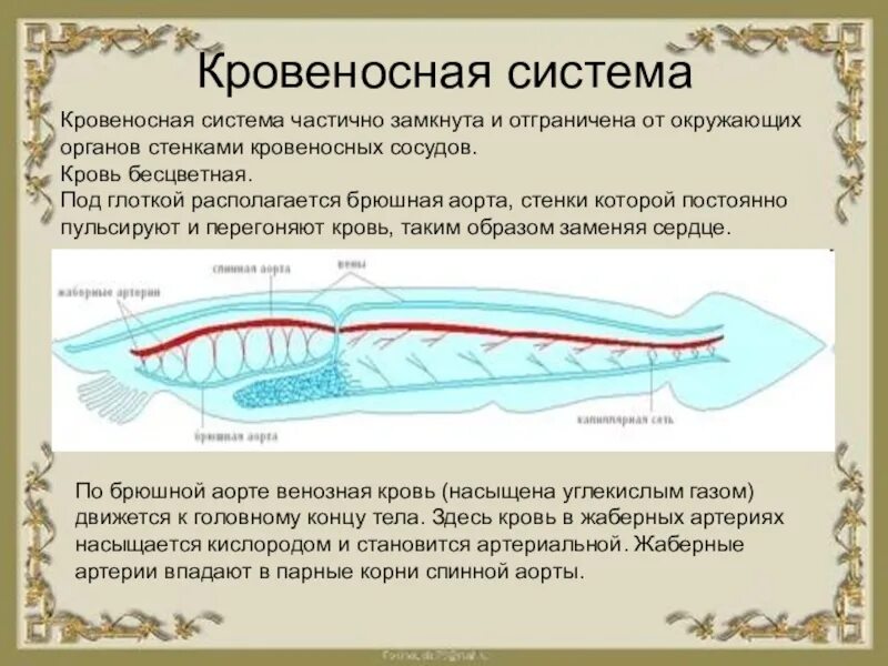 Кровеносная система хордовых 7 класс биология. Кровеносная система ланцетника 7 класс биология. Кровеносная система бесчерепных 7 класс. Общая характеристика ланцетника 7 класс. Кровообращение ланцетника