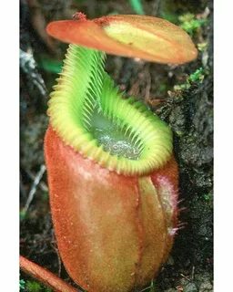 Rare plants