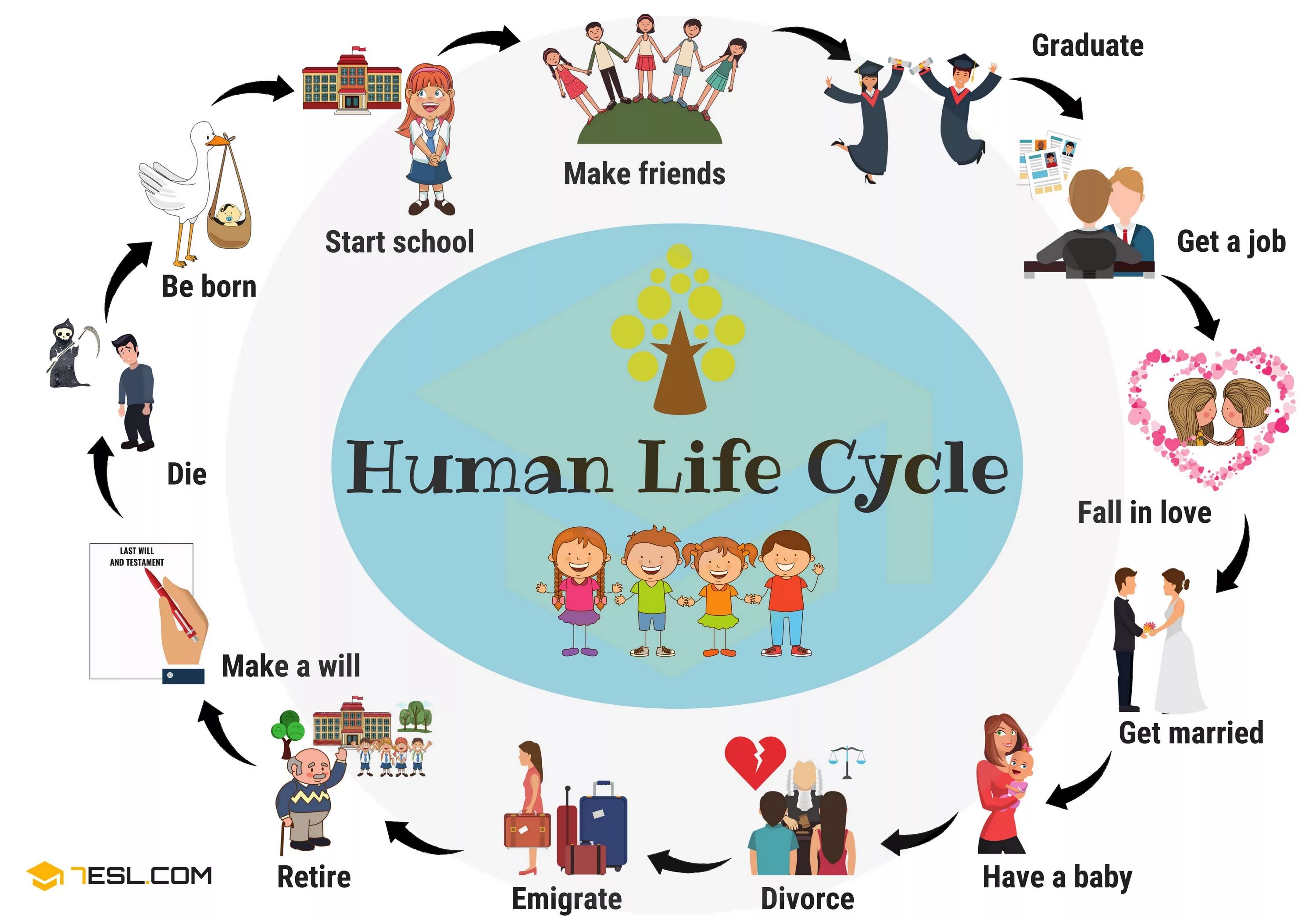 Stages of Life. Stages of Life in English. Human Life Cycle. Human Life Cycle Stages.