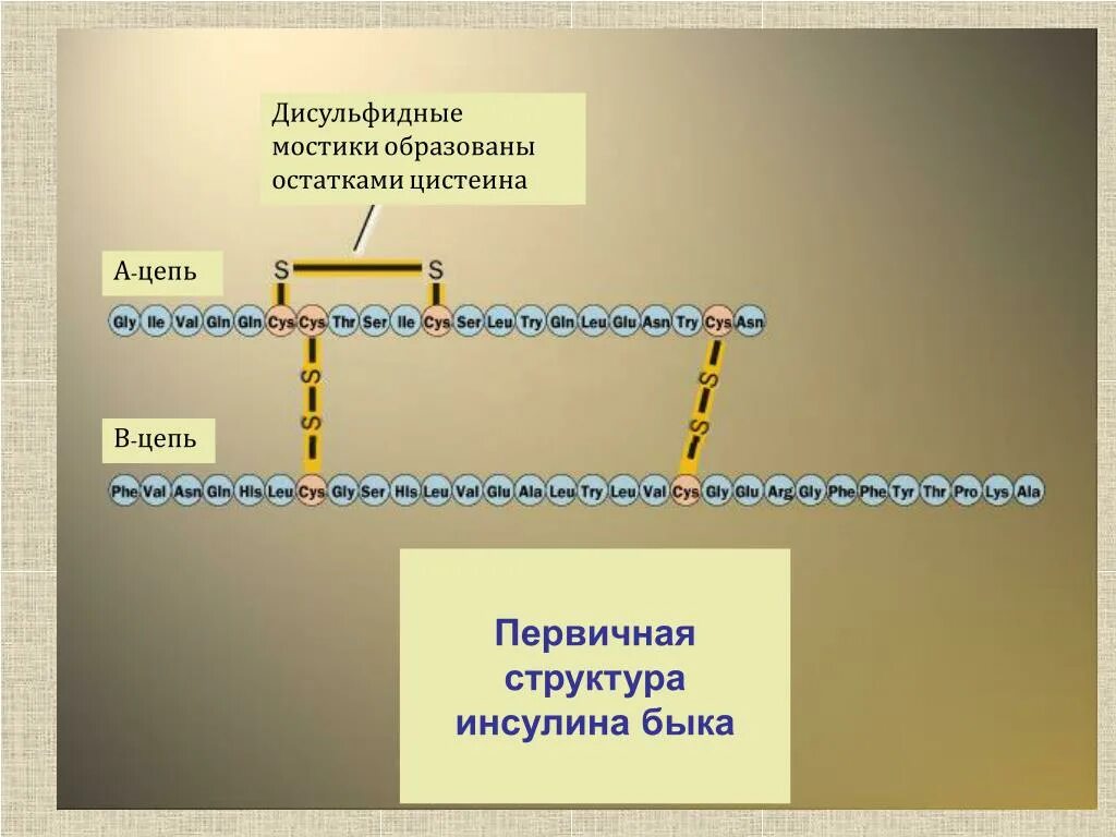 Образование дисульфидных связей в белке. Инсулиновая цепочка дисульфидные мостики. Схема образования дисульфидного мостика. Дисульфидные мостики в белках. Дисульфидный мостик структура белка.