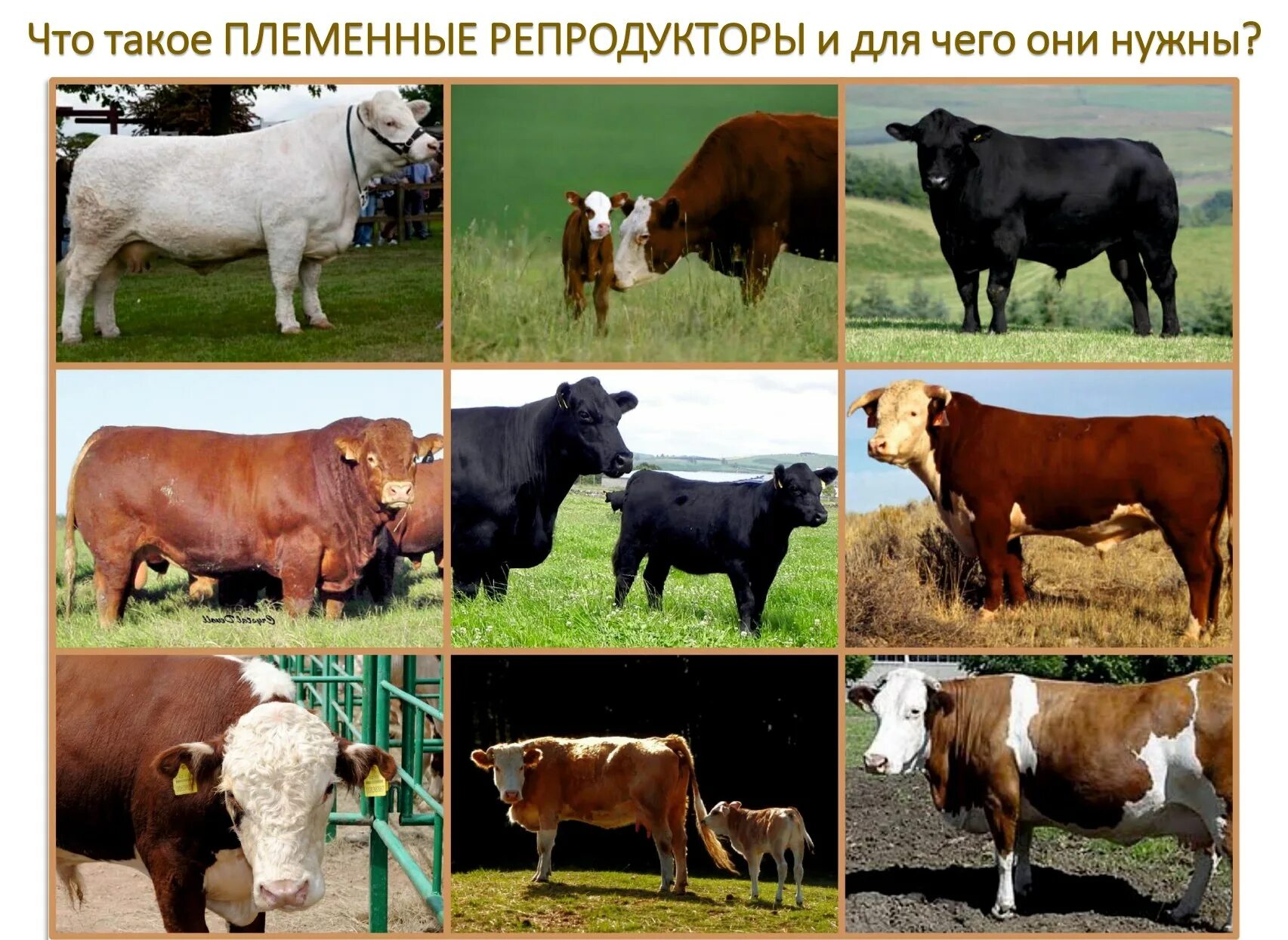 Селекции домашних животных. Породы крупного рогатого скота. Селекция сельскохозяйственных животных. Селекция молочного скота. Разные породы коров.