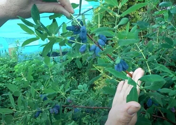 Жимолость где лучше. Жимолость Садовая куст. Жимолость Пушкинская куст. Жимолость съедобная Тунгус. Жимолость Огненный опал жимоло.