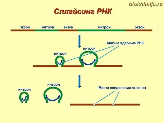 Сплайсинг и рнк транскрипция. Схема сплайсинга волос. транскрипция биохимия схема.