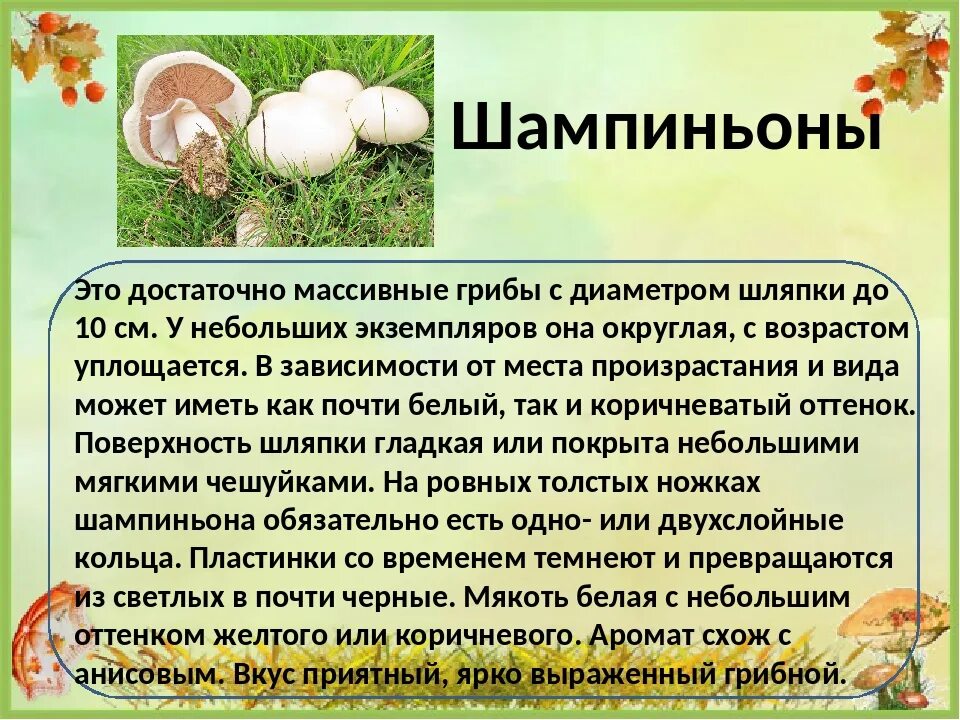 Характеристика искусственно выращиваемых съедобных грибов. Сообщение о грибах. Доклад про грибы. Сообщение о съедобных и несъедобных грибах. Интересные факты о грибах ша.