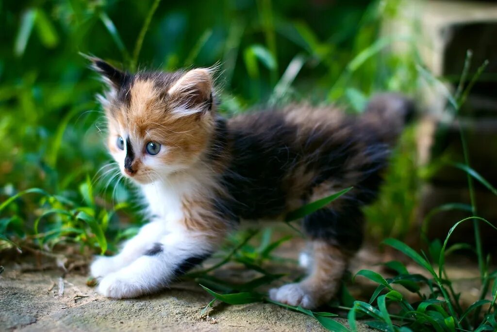 Симпатичный котенок. Красивые котята. Котята милашки. Милые кошки. Маленький котенок.