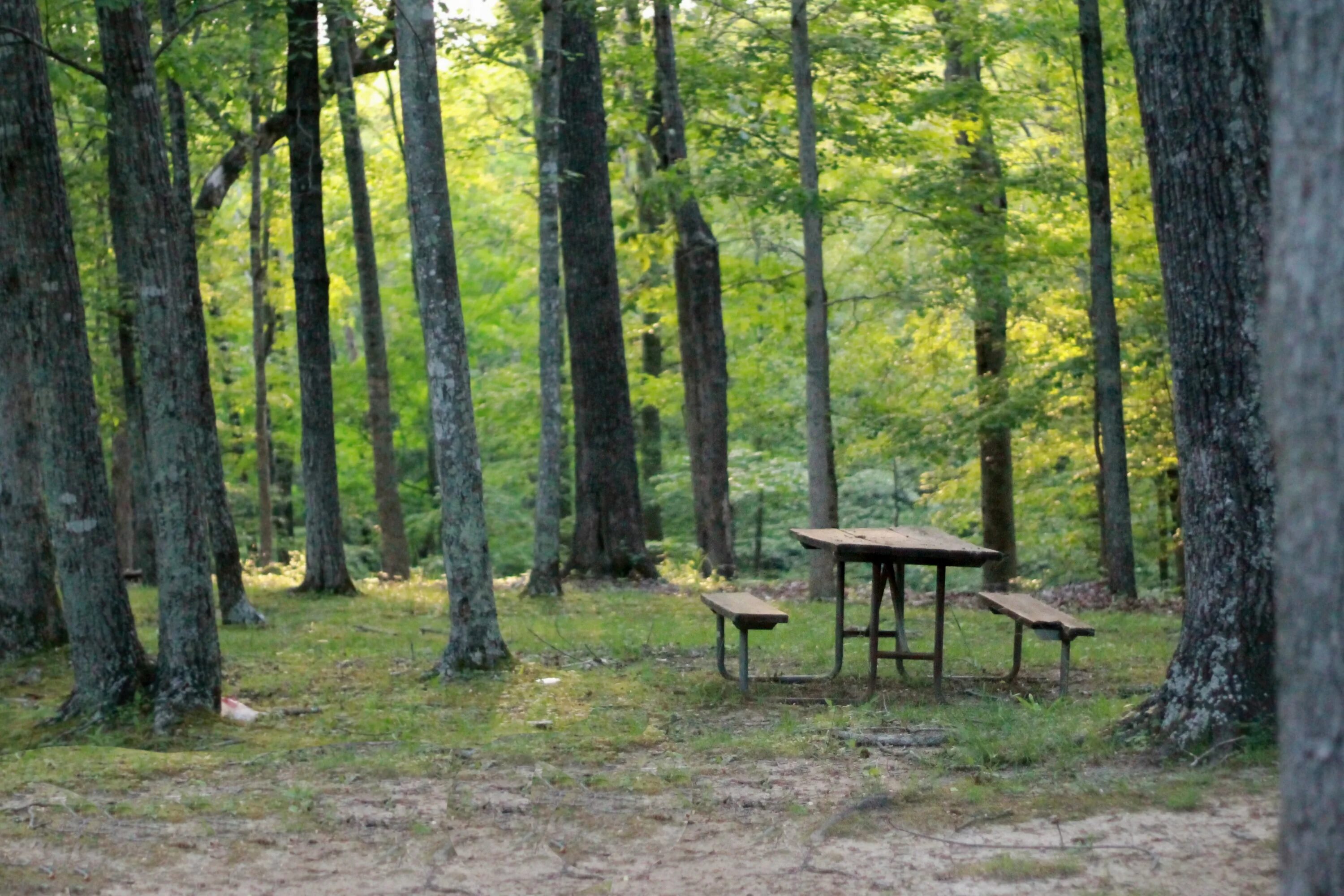 В отдельных местах леса где. Жулебинский лесопарк шашлыки. Столик в лесу. Место для пикника в лесу. Пикник в лесу.