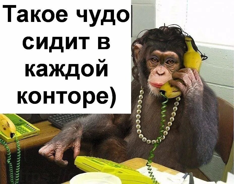 Что такое чудо. Обезьяна бухгалтер. Обезьянки на работе. Такое чудо сидит в каждой конторе. Обезьяна секретарь.