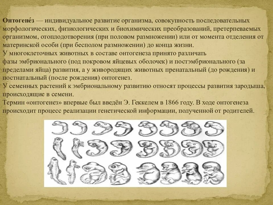Претерпевать преобразования. Филогенез и онтогенез сердца. морфологические физиологические и биохимические преобразования. филогенез органов чувств презентация. развитие органов чувств в филогенезе.