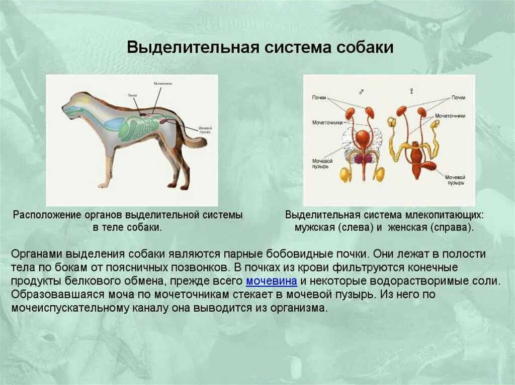 Какие почки у млекопитающих. Внутреннее строение млекопитающих выделительная система. Выделительная система собаки биология 7 класс. Внутреннее строение млекопитающих 7 класс биология. Выделительная система млекопитающих собака.