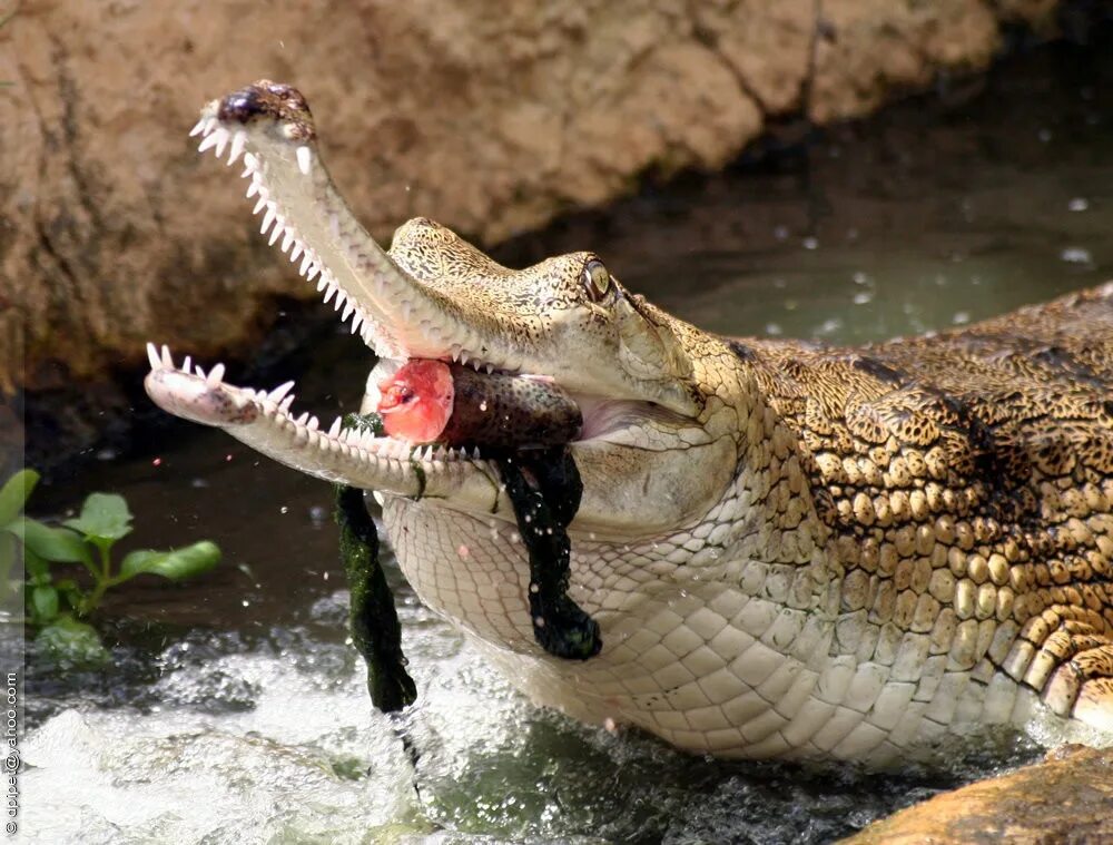 Хищный образ жизни ведет. Взаимоотношения хищник жертва. Нильский крокодил охота. Хищные кошки. Гепард на охоте.