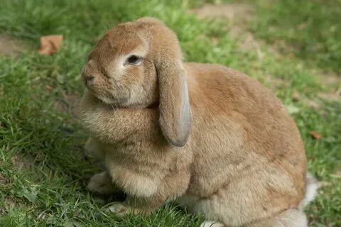 Bunny's