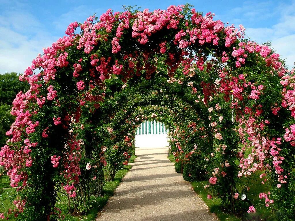 Розовый сад Баден-Баден Германия. Ультра розарии. Европа Розариум. Твой сад розы