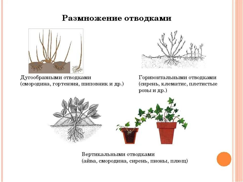 1 размножение деревьев и кустарников. Вегетативное размножение растений отводки. способ вегетативного размножения отводками. схема размножения вертикальными отводками. размножение дуговидными отводками.