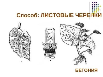 Черенкование бегонии размножение